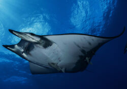 Lesser Devil Ray 1