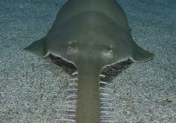 longcomb-sawfish