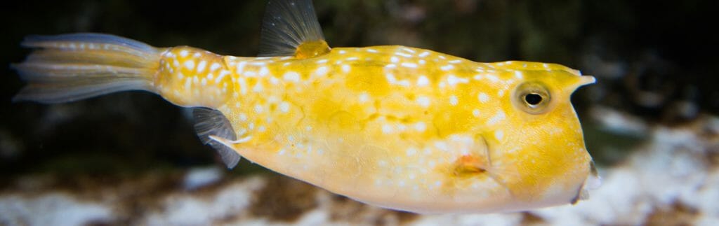 Longhorn Cowfish - Georgia Aquarium