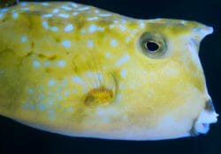 longhorn-cowfish