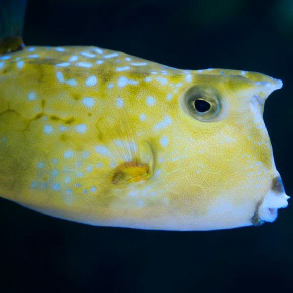 Longhorn Cowfish - Georgia Aquarium