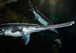 Longnose Gar 2