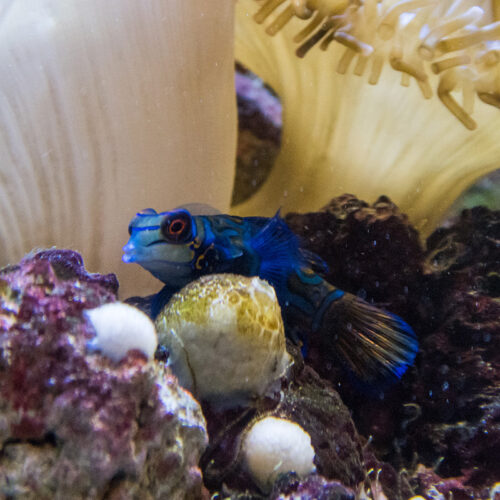 Mandarinfish - Georgia Aquarium