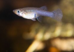 Mosquitofish 1