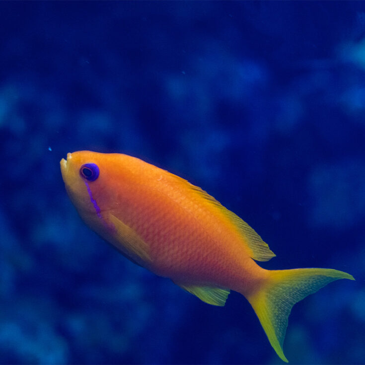 Orange Fairy Basslet - Georgia Aquarium