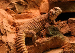 Ornate Uromastyx 1