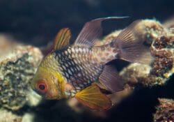 Pajama Cardinalfish 1