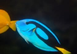 palette-surgeonfish