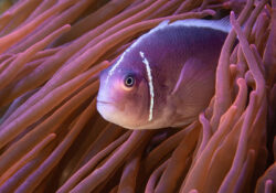 Pink Skunk Clownfish 1