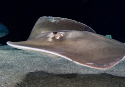 Pointed-Nose Stingray 1