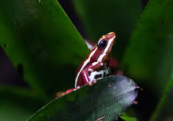 Poison Dart Frogs 1