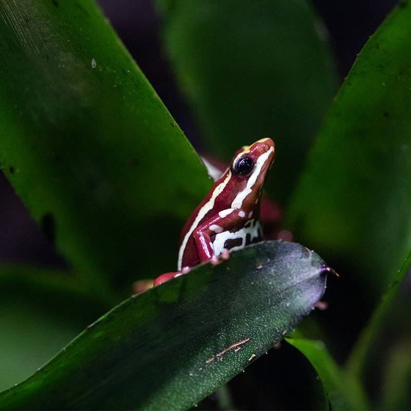 What Are the Most Interesting Poison Dart Frogs Facts?