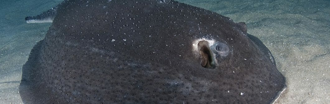 Porcupine Ray - Georgia Aquarium