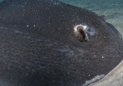 porcupine-ray