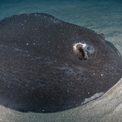 Porcupine Ray - Georgia Aquarium