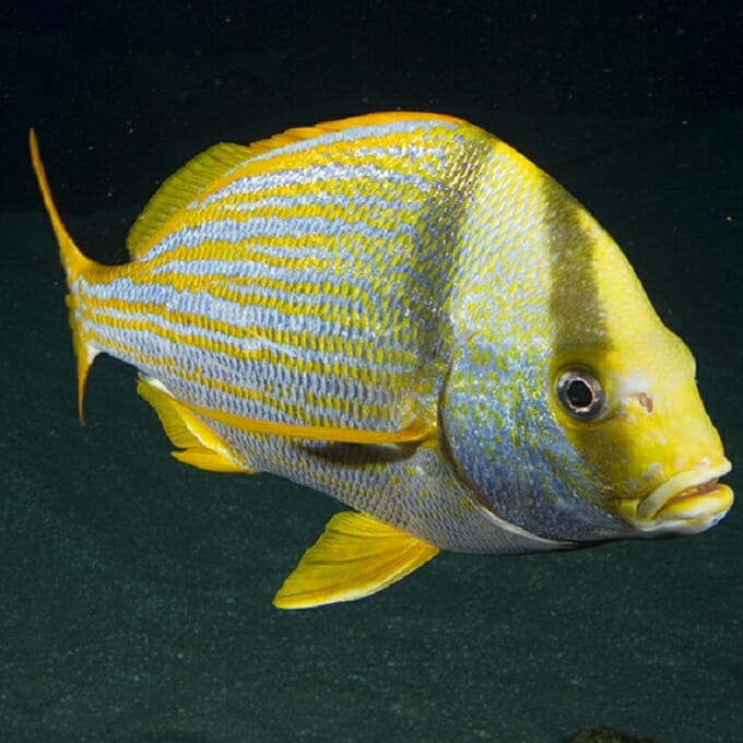 Porkfish - Georgia Aquarium