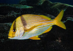 Porkfish 2