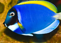 Powder Blue Tang 1