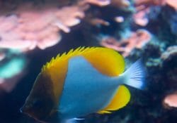 pyramid-butterfly-fish