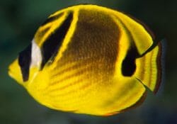 raccoon-butterfly-fish