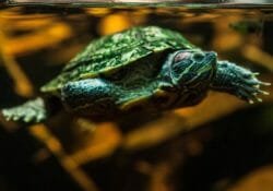 red-eared-slider