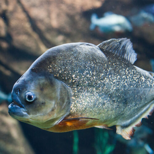 Red Piranha - Georgia Aquarium