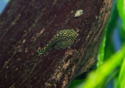 reticulated-hillstream-loach