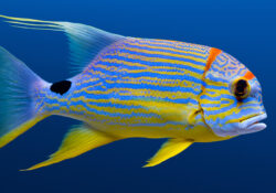 Sailfin Snapper 1