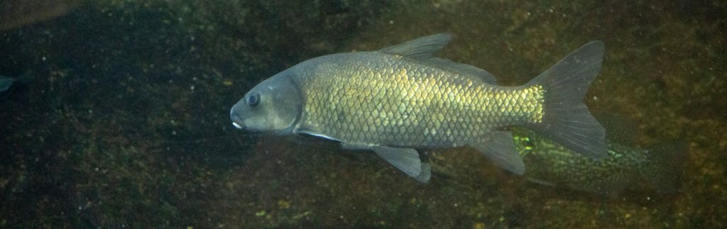 Smallmouth Buffalo - Georgia Aquarium