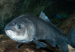 Smallmouth Buffalo 1