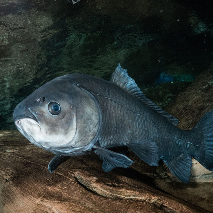 Smallmouth Buffalo - Georgia Aquarium