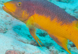 Spanish Hogfish 1