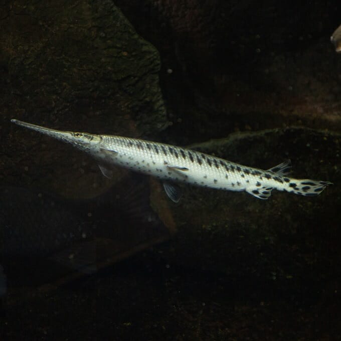 spotted gar care