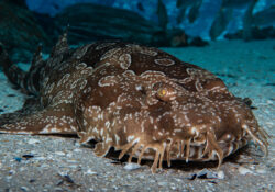 Spotted Wobbegong 2