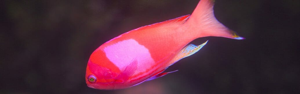 Squarespot Anthias - Georgia Aquarium