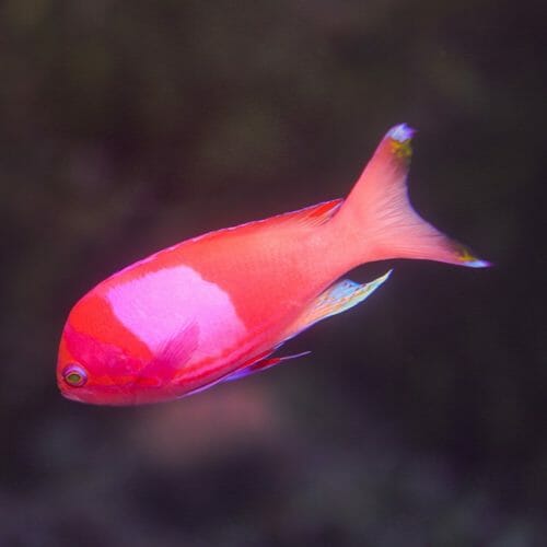 Squarespot Anthias - Georgia Aquarium