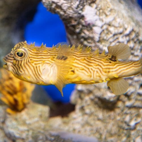 Striped Burrfish - Georgia Aquarium