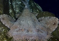 tasselled-wobbegong