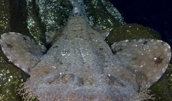 tasselled-wobbegong