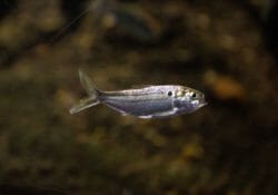 threadfin-shad