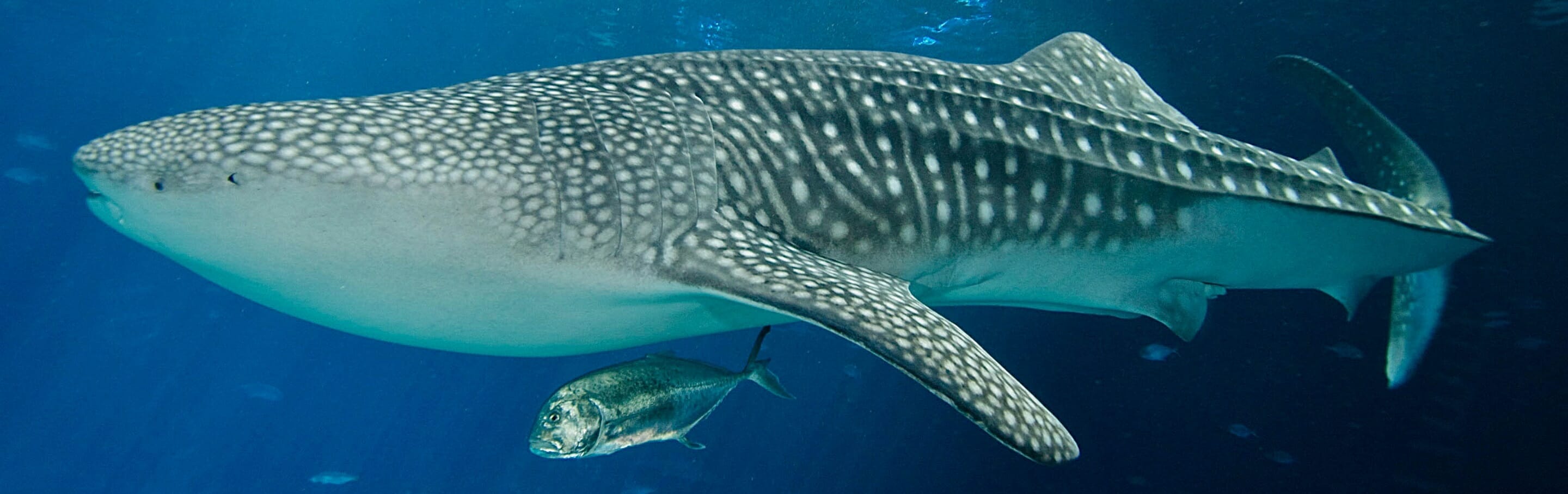 MuzeMerch - Georgia Aquarium Large Eco Whale Shark Plus