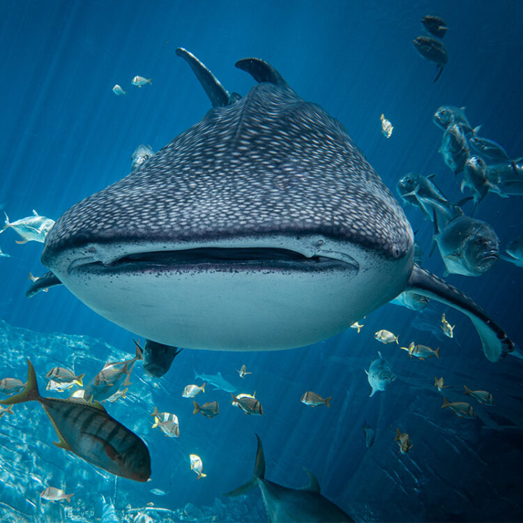 How Swimming With Sharks Can Tank Your Business