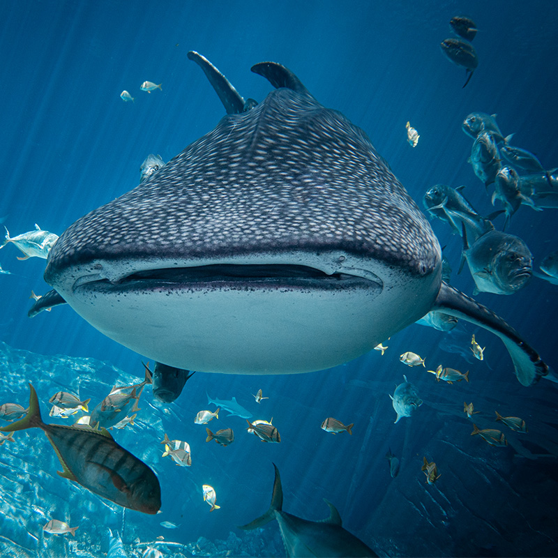 Whale Shark Fact Sheet, Blog, Nature
