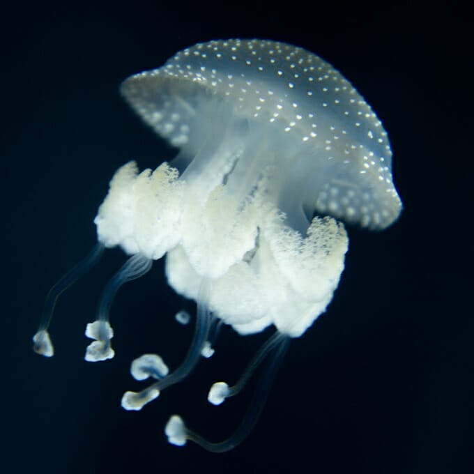 white spotted jellyfish invasive species