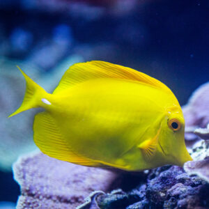 Yellow Tang - Georgia Aquarium