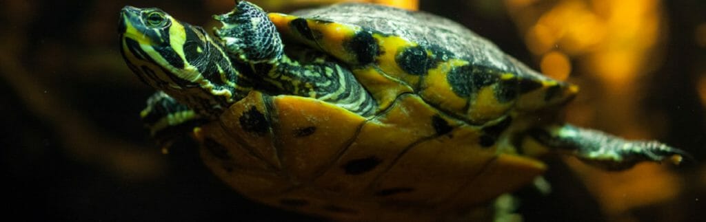 Yellow-Bellied Slider - Georgia Aquarium