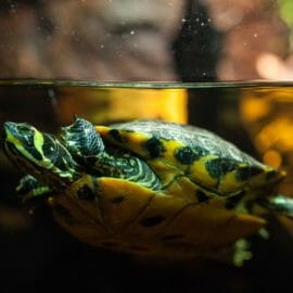 Yellow-Bellied Slider - Georgia Aquarium