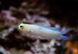 Yellowhead Jawfish 1