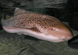 Zebra Shark