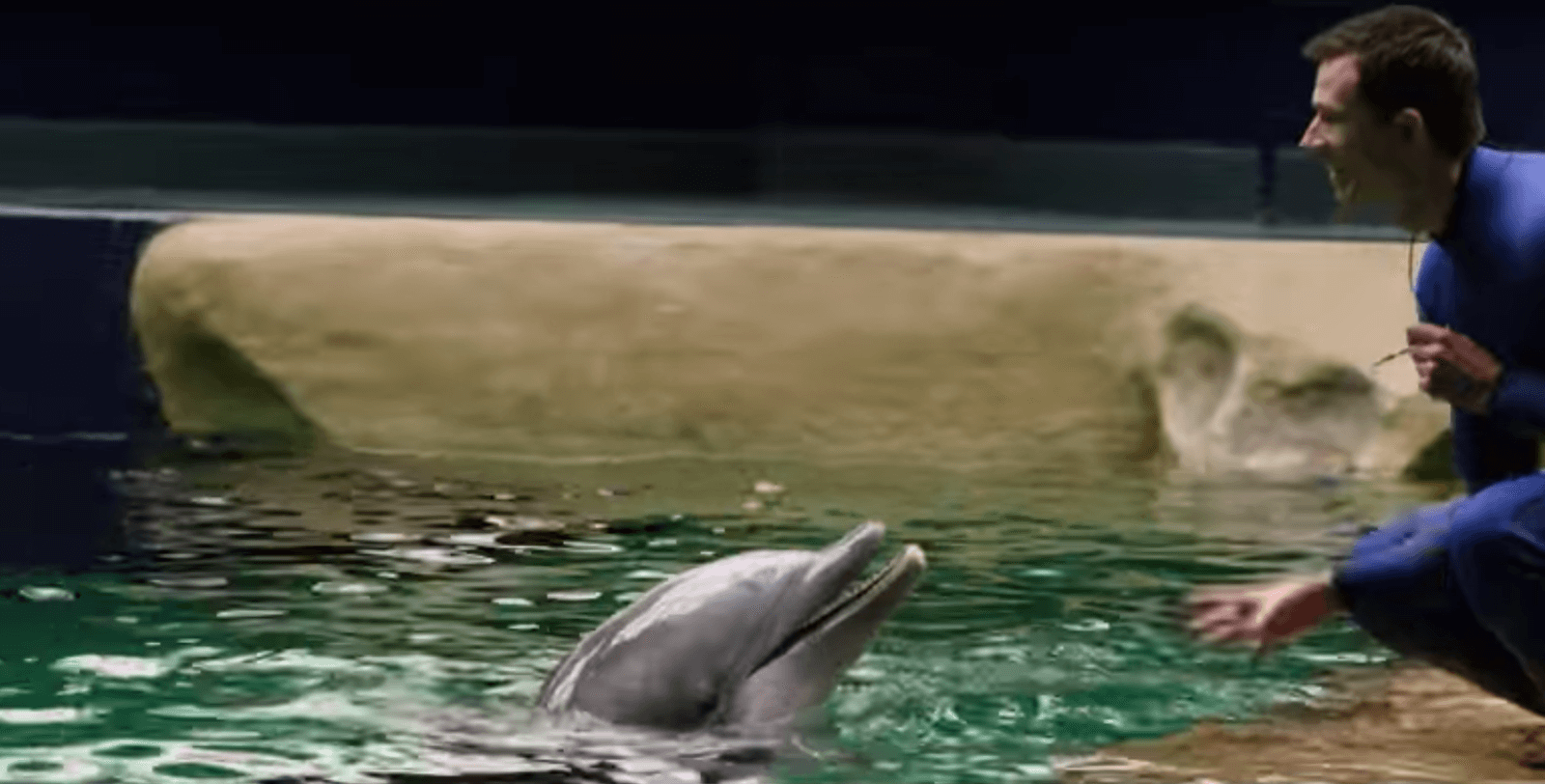 Dolphin Presentation Aquarium